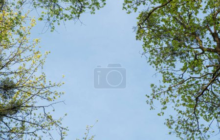 Blue sky framed by green trees. Canopy from the crowns of trees. Copy space