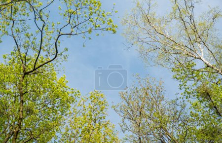 Blauer Himmel und weiße Wolken umrahmt von grünen Bäumen. Baldachin aus den Kronen der Bäume. wunderschöner Frühlingspark. Kopierraum