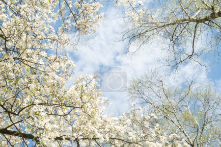 Blauer Himmel und weiße Wolken umrahmt von grünen Bäumen. Baldachin aus den Kronen der Bäume. Junge Birkenblätter und weiße Magnolienblüten, Blick von unten nach oben. 