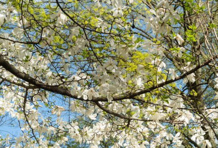 Nahaufnahme von Zweigen einer blühenden Magnolia salicifolia und jungen Birkenblättern vor dem Hintergrund des blauen Himmels