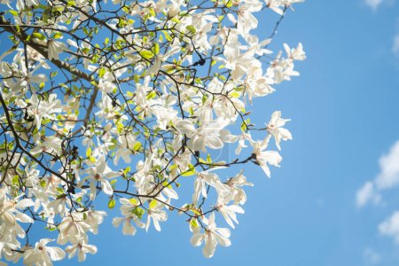 Nahaufnahme der weißen Magnolia salicifolia Blüten eines grünen Frühlingsparks. Unschärfe und selektive Fokussierung. Kopierraum