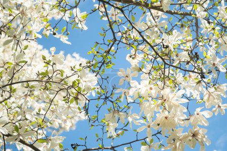 Nahaufnahme der weißen Magnolia salicifolia Blüten eines grünen Frühlingsparks. Unschärfe und selektiver Fokus. 