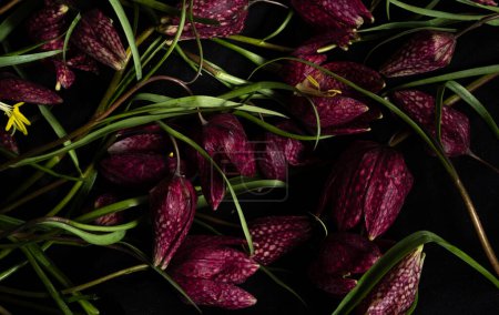 Moody flora. fritillaria meleagris, hazel grouse flowers on a black background. Blur and selective focus. Extreme flower close-up. floral motifs, full frame