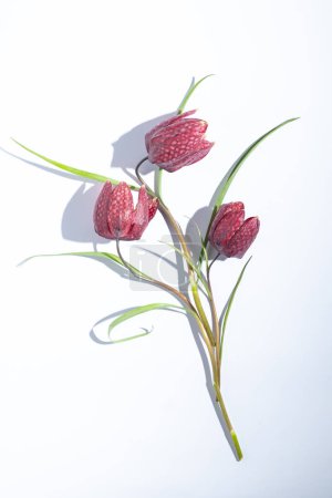 Flach lagen Fritillaria meleagris-Blüten auf weißem Hintergrund. Unschärfe und selektiver Fokus. Extreme Blume aus nächster Nähe. Blumenmotive. Ansicht von oben