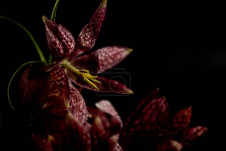  Blumenmotive. Moody flora.Close up fritillaria meleagris Blüten auf schwarzem Hintergrund. Unschärfe und selektiver Fokus. Extreme Blüten-Nahaufnahme.