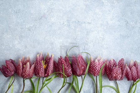  flower border spring flowers fritillaria meleagris on a gray background. Top view and copy space. floral motifs