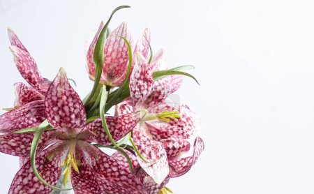 Bouquet fritillaria meleagris blüht auf weißem Hintergrund. Unschärfe und selektiver Fokus. Extreme Blume aus nächster Nähe. Blumenmotive. 