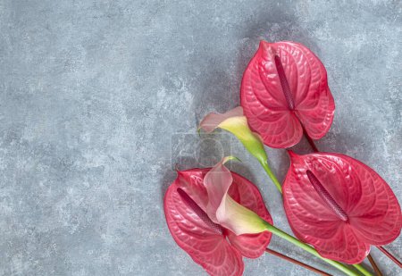 Tropical flamingo flowers pink anthuriums and calla lilies on a gray background. Flat lay, top view