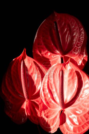 Tropical flamingo flowers pink anthuriums on a black background and beautiful shadows. Low key aesthetics photo. Blur and selective focus. vertical photo