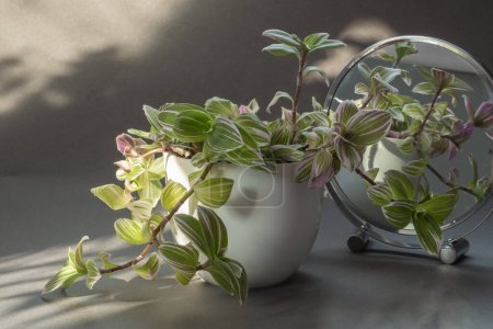 Beautiful houseplant with variegated leaves. colorful tradescantia plant in a white pot on a gray background. Beautiful shadows and sunny day 