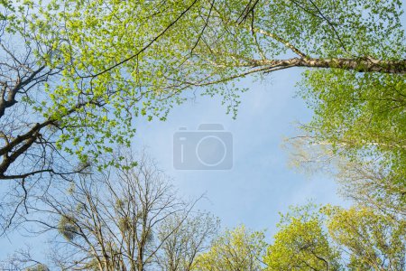 Blue sky and white clouds framed by green trees. Canopy from the crowns of trees. Copy space