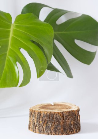 Natural style. Wooden saw cut, round podium and green leaves monstera Swiss cheese plant on a white background. Still life for the presentation of cosmetic products. vertical photo. vertical photo.