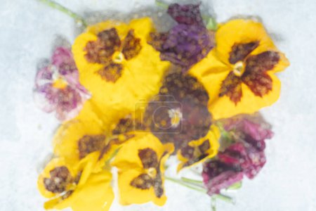 violet tricolor pansies flowers blurred behind wet glass. Abstract soft, light floral background