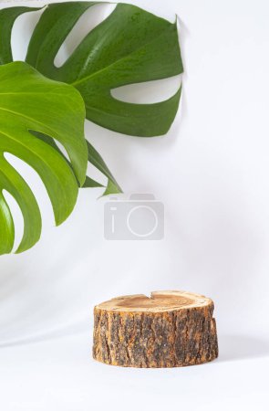 Estilo natural. Sierra de madera cortada, podio redondo y hojas verdes planta de queso suizo monstera sobre un fondo blanco. Bodegón para la presentación de productos cosméticos. foto vertical. foto vertical.