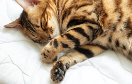 Close-up of a Bengal kitten sitting on a white background and looking to the side. Blur and soft focus