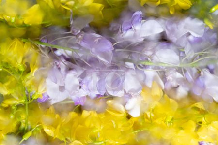 Lilac and yellow spring flowers blurred behind wet glass.Wisteria and acacia. Abstract soft, light floral background