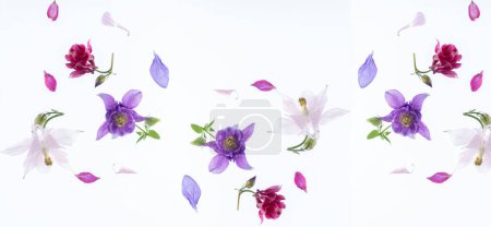 Long banner. Floating spring flowers aquilegia isolated on a white background. Top view, flat lay. copy space. Aesthetic photo