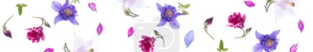 Long banner panoramic. Floating spring flowers aquilegia isolated on a white background. Top view, flat lay. copy space. Aesthetic photo