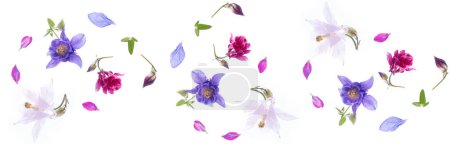 Long banner. Floating spring flowers aquilegia isolated on a white background. Top view, flat lay. copy space. Aesthetic photo