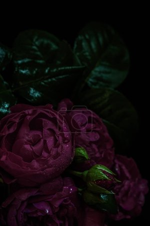 Stimmungsvolle Blumen. Rosen Pfingstrose dunkelrot auf schwarzem Hintergrund. Unschärfe und selektiver Fokus. Kleines Foto. Extreme Blume aus nächster Nähe