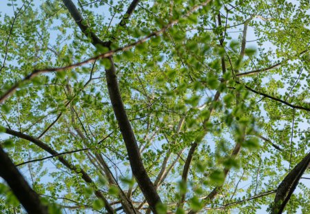 Zweige Bäume mit frischem Grün frischer Blätter vor einem Hintergrund von blauem Himmel, voller Rahmen. Frühling. verschwommener Vordergrund 