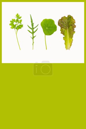 An assortment of fresh green leaves - parsley, arugula, nasturtium, lettuce on a white background. Perfect for botanical and culinary themes. Template for presentation of nutritionist projects 