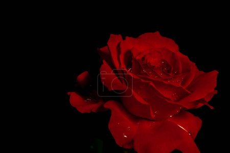 luxurious red rose on a black background. Soft focus. Low key photo. Extreme Flower Close-up. Soft focus