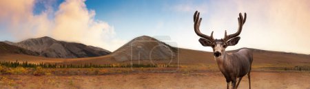 Téléchargez les photos : A male Deer in Canadian Nature during colorful Fall Season. Colorful Sunset Composite. Yukon, Canada. - en image libre de droit