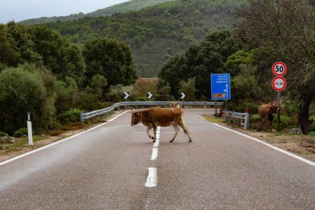 Foto de Cattle running accross the Road in the Mountains of Sardinia, Italy. - Imagen libre de derechos