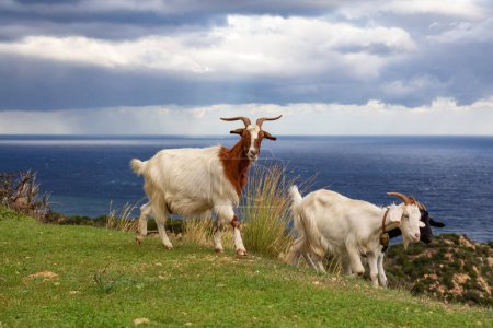 Téléchargez les photos : Herd of Sheep on the green grass by the Sea Coast. Sardinia, Italy. Cloudy Sky - en image libre de droit