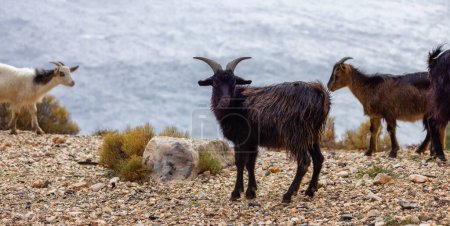 Photo for Herd of Sheep on the green grass by the Sea Coast. Sardinia, Italy. Cloudy Sky - Royalty Free Image