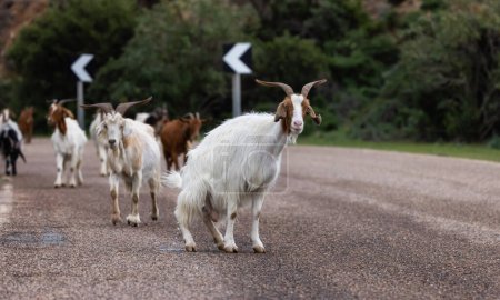 Téléchargez les photos : Sheep Peeing on the road in the mountains of Sardinia, Italy. - en image libre de droit