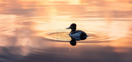Photo for Duck Swimming in Deer Lake, Burnaby, Greater Vancouver, BC, Canada. Winter Sunset. - Royalty Free Image