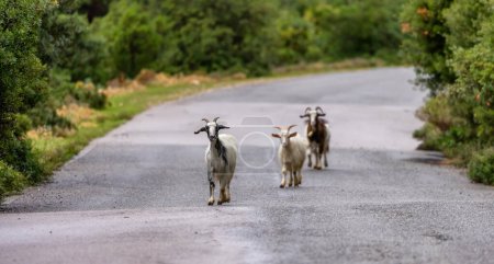 Téléchargez les photos : Herd of Sheep on the road in the mountains of Sardinia, Italy. Cloudy Sky - en image libre de droit