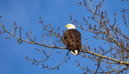 Foto de Bold Eagle sitting on a tree branch during sunny winter day. Squamish, British Columbia, Canada. - Imagen libre de derechos