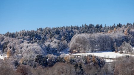 Foto de Evergreen Trees covered in Snow on top of a mountain. France, Europe. Nature Background - Imagen libre de derechos