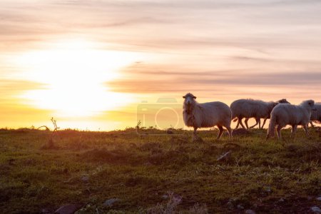 Téléchargez les photos : Troupeau de moutons sur l'herbe verte près de la côte de la mer. Sardaigne, Italie. Ciel nuageux au coucher du soleil - en image libre de droit