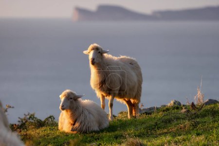 Foto de Manada de ovejas en la hierba verde junto a la costa del mar. Cerdeña, Italia. Nublado cielo puesta del sol - Imagen libre de derechos