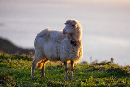 Téléchargez les photos : Herd of Sheep on the green grass by the Sea Coast. Sardinia, Italy. Cloudy Sunset Sky - en image libre de droit