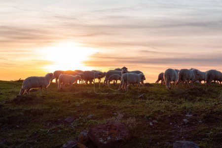Téléchargez les photos : Herd of Sheep on the green grass by the Sea Coast. Sardinia, Italy. Cloudy Sunset Sky - en image libre de droit