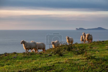 Photo for Herd of Sheep on the green grass by the Sea Coast. Sardinia, Italy. Cloudy Sunset Sky - Royalty Free Image