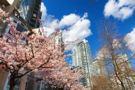 Foto de Cherry Blossom en el centro de Vancouver, Columbia Británica, Canadá. Día soleado en la ciudad. - Imagen libre de derechos