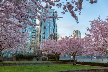 Kirschblüte in False Creek, Downtown Vancouver, British Columbia, Kanada. Bewölkter Abendhimmel in der Stadt.