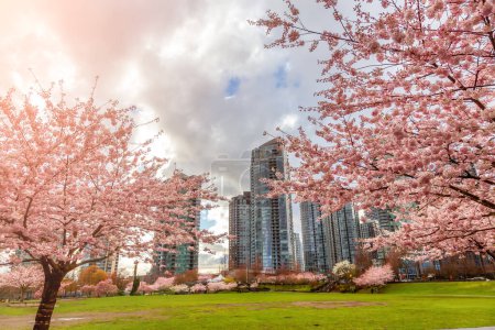 Photo for Cherry Blossom in Downtown Vancouver, British Columbia, Canada. Cloudy Rainy Day in the City. - Royalty Free Image