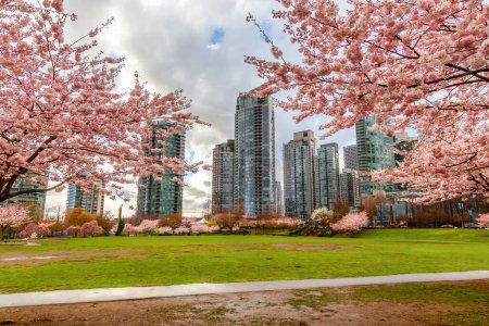 Foto de Cherry Blossom en el centro de Vancouver, Columbia Británica, Canadá. Nublado día lluvioso en la ciudad. - Imagen libre de derechos