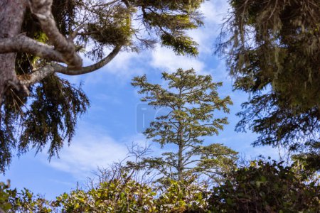 Téléchargez les photos : Green Trees in the Rain Forest on the West Coast of Pacific Ocean. Ucluelet, île de Vancouver, C.-B., Canada. Nature Contexte - en image libre de droit