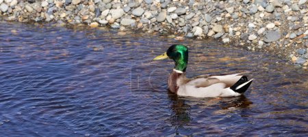 Téléchargez les photos : Wild Duck, Mallard, dans une rivière près de la côte de l'océan Pacifique. Qualicum Beach, Île de Vancouver, Colombie-Britannique, Canada. - en image libre de droit