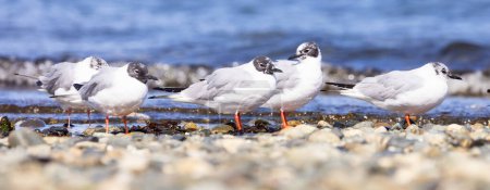 Téléchargez les photos : Small White Birds on the Pacific Ocean Coast. Qualicum Beach, Île de Vancouver, Colombie-Britannique, Canada. - en image libre de droit