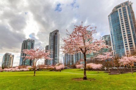 Photo for Cherry Blossom in Downtown Vancouver, British Columbia, Canada. Cloudy Rainy Day in the City. - Royalty Free Image