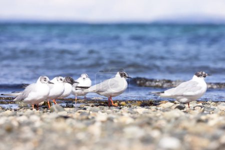 Téléchargez les photos : Small White Birds on the Pacific Ocean Coast. Qualicum Beach, Île de Vancouver, Colombie-Britannique, Canada. - en image libre de droit